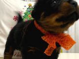 Saf Kan Rottweiler Bebekler