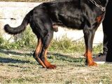 Saf Kan Rottweiler Bebekler