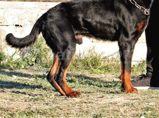 Saf Kan Rottweiler Bebekler görsel