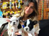 Yakişikli French Bulldog Bebekler