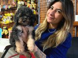 Toy Poodle Silver Ve Black Tan Özel Renker