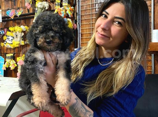 Toy Poodle Silver Ve Black Tan Özel Renker görsel