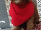 Toypoodle  Bebekleri