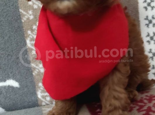 Toypoodle  Bebekleri görsel