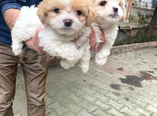 Morkie Cinsi Yavrular 