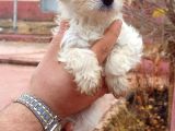 Maltesse Terrier Cinsi Güzel Yavrular 