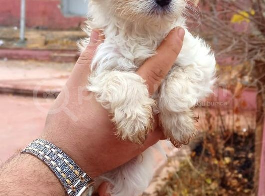 Maltesse Terrier Cinsi Güzel Yavrular  görsel