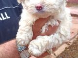Maltesse Terrier Cinsi Güzel Yavrular 