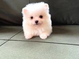 Kar Beyaz Pomeranian Yavrularimiz