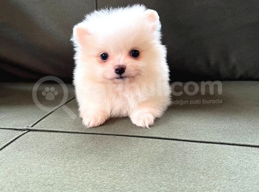 Kar Beyaz Pomeranian Yavrularimiz görsel