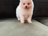 Kar Beyaz Pomeranian Yavrularimiz
