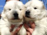 Kari̇zma Samoyed Bebekleri̇mi̇z