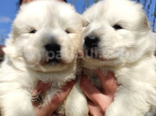 Kari̇zma Samoyed Bebekleri̇mi̇z görsel