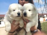 Kari̇zma Samoyed Bebekleri̇mi̇z