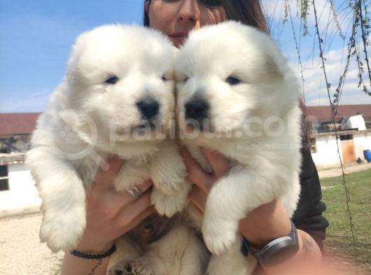 Kari̇zma Samoyed Bebekleri̇mi̇z