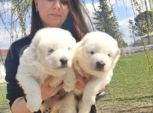 Kari̇zma Samoyed Bebekleri̇mi̇z görsel