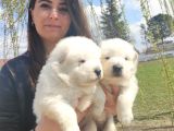 Kari̇zma Samoyed Bebekleri̇mi̇z