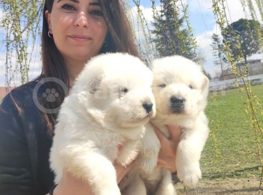 Kari̇zma Samoyed Bebekleri̇mi̇z görsel