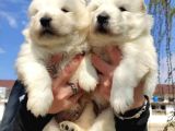 Kari̇zma Samoyed Bebekleri̇mi̇z
