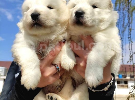 Kari̇zma Samoyed Bebekleri̇mi̇z görsel