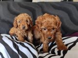 2000s Rock müziği kadar gÜZEL TOY POODLE