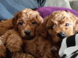 2000S Rock Müziği Kadar Güzel Toy Poodle