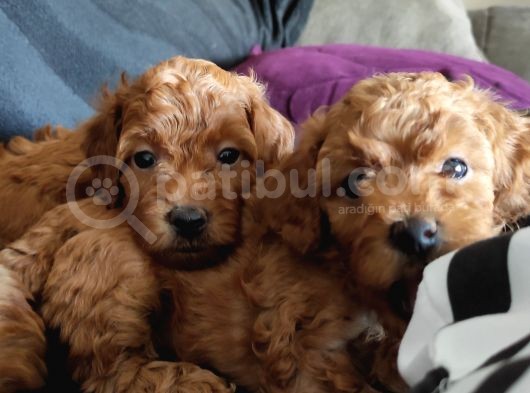2000S Rock Müziği Kadar Güzel Toy Poodle görsel