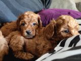 2000S Rock Müziği Kadar Güzel Toy Poodle