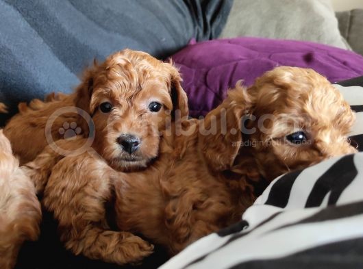 2000S Rock Müziği Kadar Güzel Toy Poodle görsel