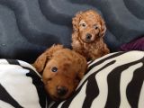 2000S Rock Müziği Kadar Güzel Toy Poodle