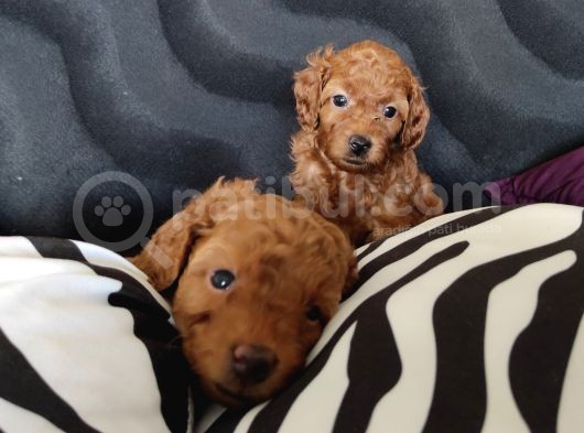 2000S Rock Müziği Kadar Güzel Toy Poodle görsel