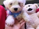 Maltese Terri̇er Sifir Numara Bebekler