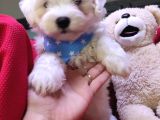 Maltese Terri̇er Sifir Numara Bebekler