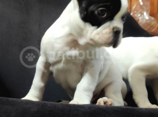 Yakişikli French Bulldog Bebekler görsel