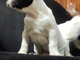 Yakişikli French Bulldog Bebekler