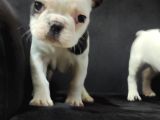 Yakişikli French Bulldog Bebekler