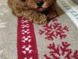 Toypoodle  Bebekleri
