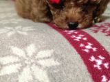 Toypoodle  Bebekleri