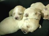 Muhteşem Maltipoo Anne Altından Rezerve Bebekler