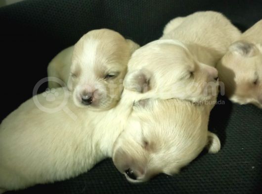 Muhteşem Maltipoo Anne Altından Rezerve Bebekler