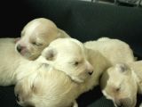 Muhteşem Maltipoo Anne Altından Rezerve Bebekler