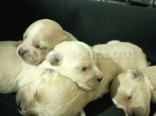 Muhteşem Maltipoo Anne Altından Rezerve Bebekler görsel