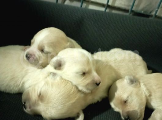 Muhteşem Maltipoo Anne Altından Rezerve Bebekler görsel