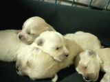 Muhteşem Maltipoo Anne Altından Rezerve Bebekler