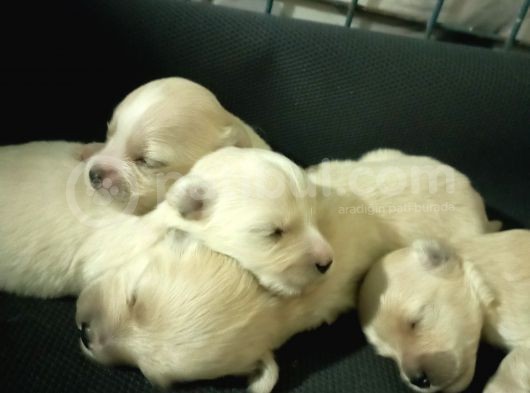 Muhteşem Maltipoo Anne Altından Rezerve Bebekler görsel