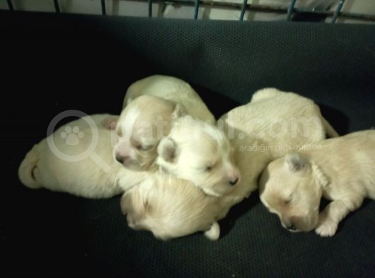 Muhteşem Maltipoo Anne Altından Rezerve Bebekler görsel