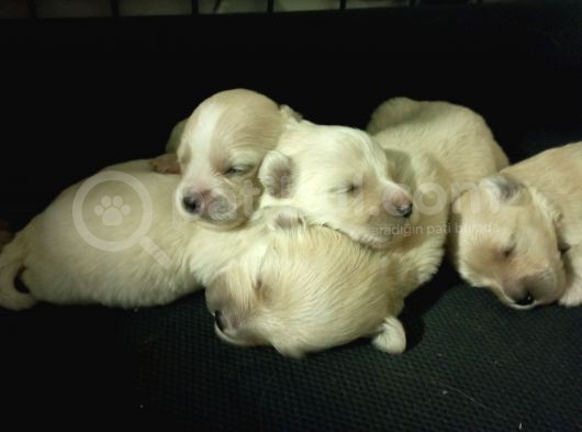 Muhteşem Maltipoo Anne Altından Rezerve Bebekler görsel