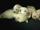 Muhteşem Maltipoo Anne Altından Rezerve Bebekler