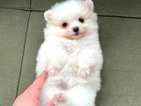 Kar Beyaz Pomeranian Yavrularimiz