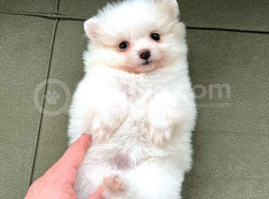 Kar Beyaz Pomeranian Yavrularimiz
